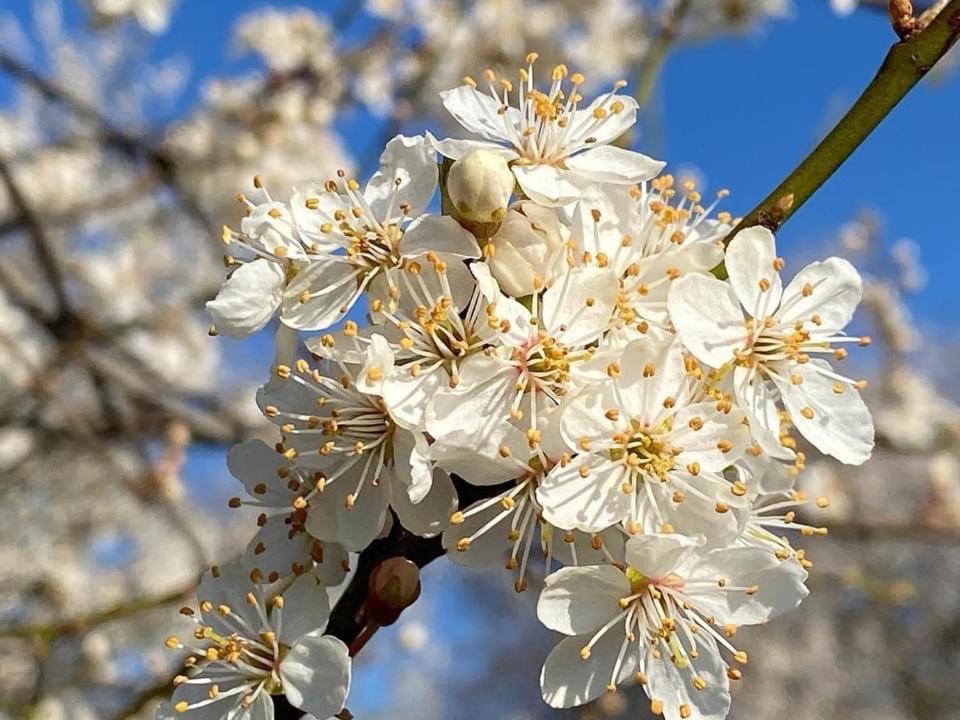بورغلون Huis Van Loon المظهر الخارجي الصورة